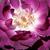 Vijolično - bela - Mini - pritlikave vrtnice - Wekwibypur